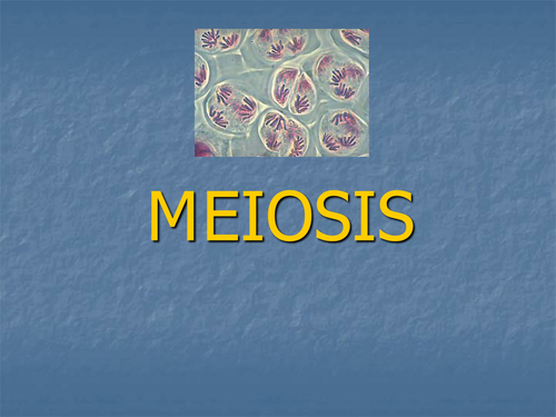 Meiosis lesson