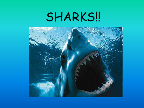 Sharks PowerPoint