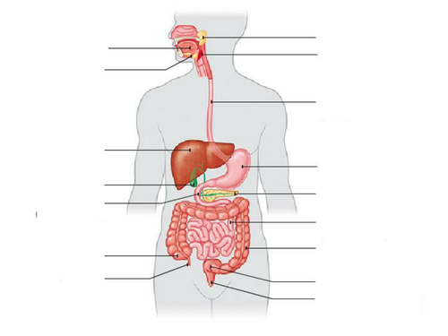 OCR gateway B1b - digestion