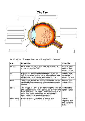 OCR gateway B1d1 - The eye