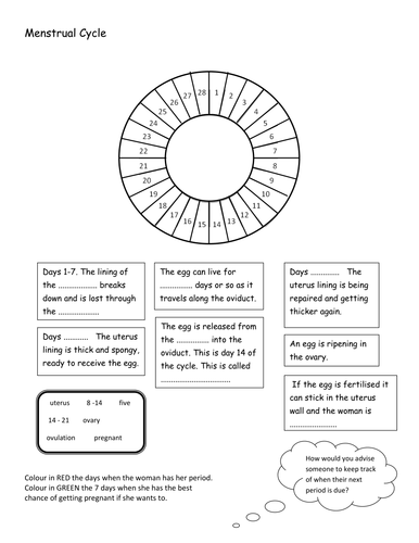 menstrual cycle cut and stick and colour | Teaching Resources