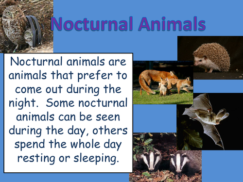 Powerpoint Of Nocturnal Animals Teaching Resources