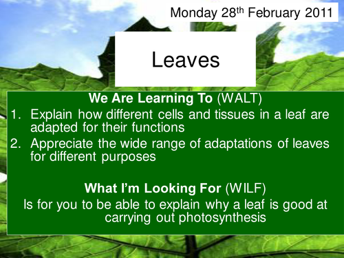 Leaves powerpoint and worksheet