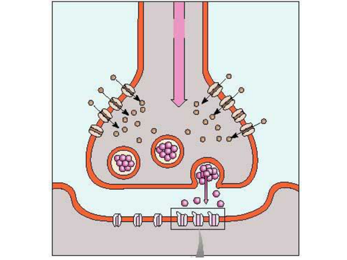 Synapse Animation | Teaching Resources