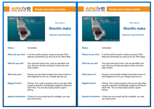 Dinner at the Reef - Food Chains