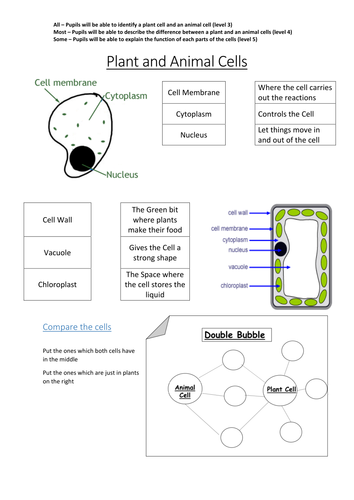 Plant and Animal Cells by L_Mullany - Teaching Resources - Tes printable animal cell diagram with labels and functions 