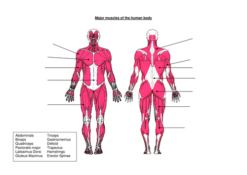 Muscles Of The Human Body Teaching Resources