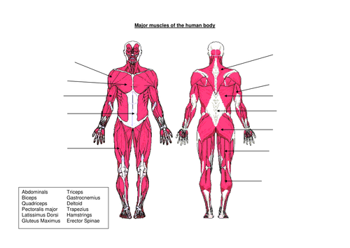 Anatomy Muscles Worksheet Anatomy Drawing Diagram