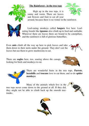 Worksheets Cards Rainforest and tes worksheets Information geography