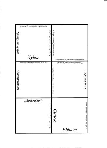 Card sort puzzle on Photosynthesis