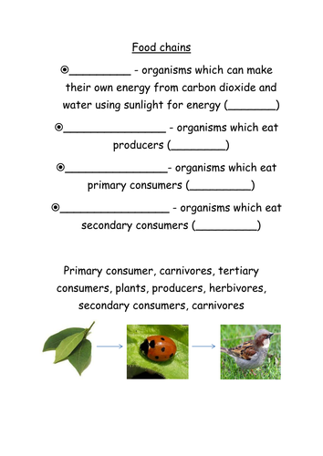 food chain worksheet | Teaching Resources