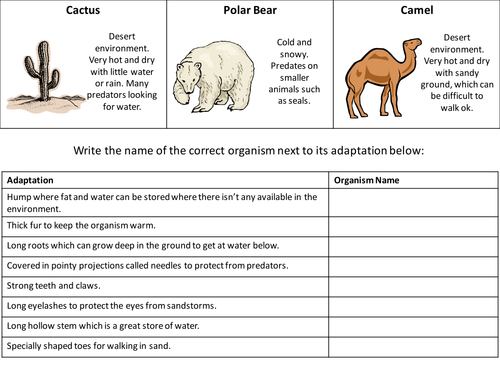 Adaptation - Worksheet/Revision aid | Teaching Resources