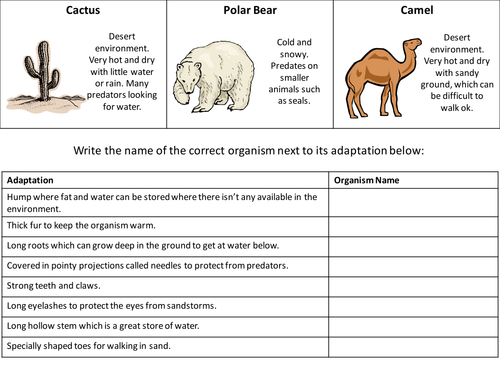 Types Of Adaptations Worksheet