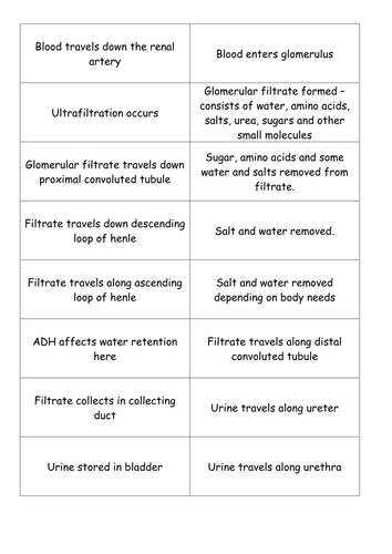 Urine Production in Kidney