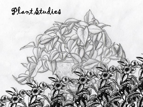 Plant Studies