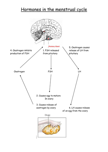 Menstrual cycle flow chart and worksheet