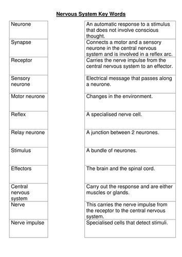 Nervous system key words worksheet