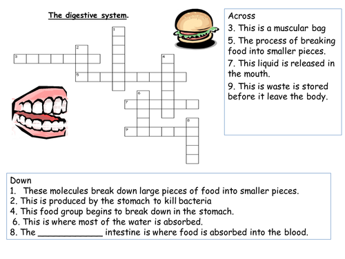 The Digestive System Crossword Teaching Resources