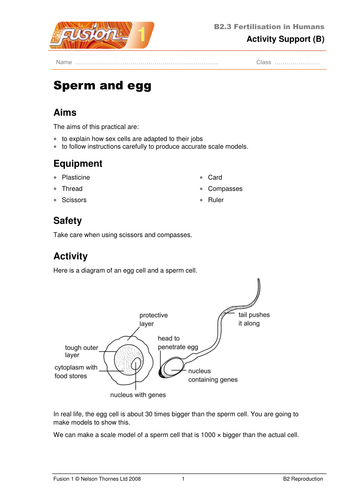 Fertilisation Worksheet And Sex Cells Activity Teaching Resources 4937