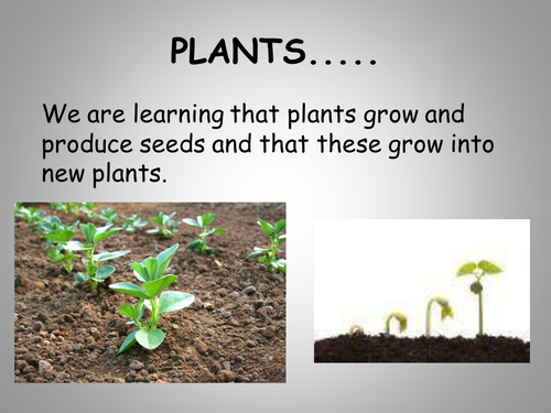 Growing Plants - 3 (of 6) lesson plans. | Teaching Resources