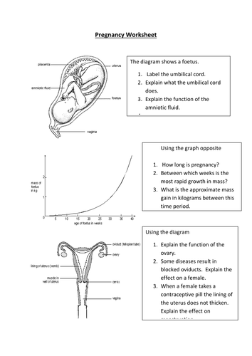 Pregancy worksheet | Teaching Resources
