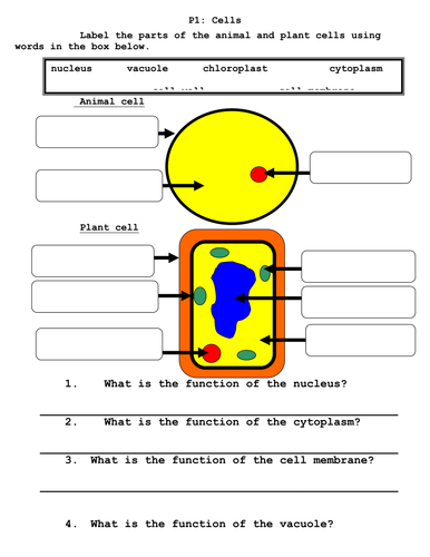 Interactive cells quiz