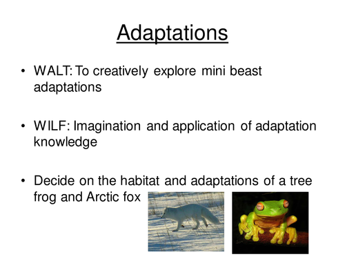 Insect adaptations