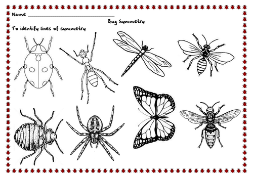 Line Art Ks2 : Bug symmetry by renosparks teaching resources tes