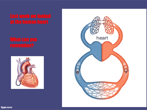 The skeleton and muscles Powerpoint and worksheets by Hilly577