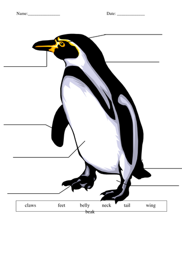 Label a penguin | Teaching Resources