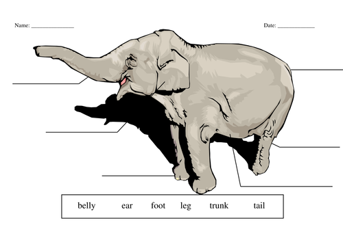 worksheet the animal elephant mollytrippe by an  Teaching Label Resources