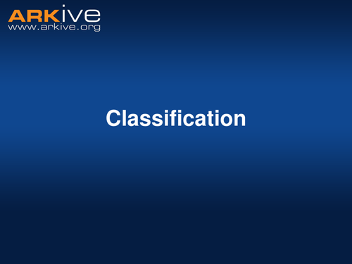 Classification - Guess Zoo & Insect Classification