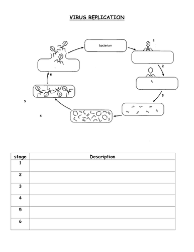 Virus Replication Worksheet Teaching Resources