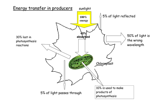 Energy transfers in producers diagram