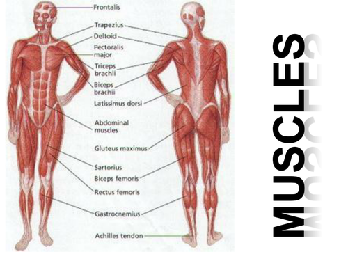 Muscles and muscle action | Teaching Resources