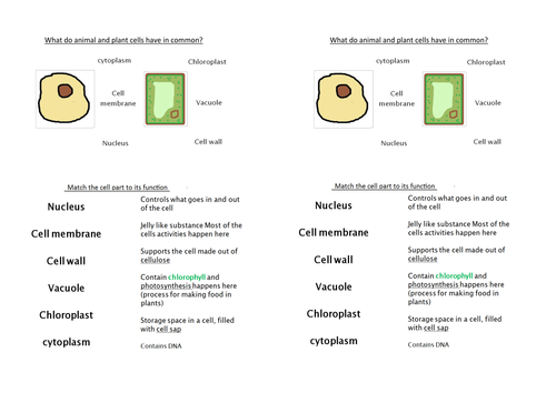 Plant And Animal Cells Ks3 Worksheet : Boardworks Science Animal And