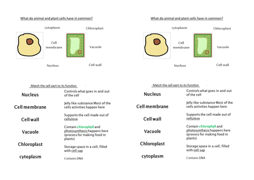 Comparing Plant And Animal Cells Lesson Teaching Resources