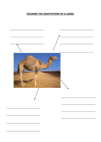 Primary Homework Help Camel Adaptation Homework Help Adaptation