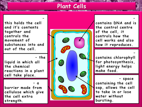 Plant/Animal Cell Labeling Worksheet | Teaching Resources