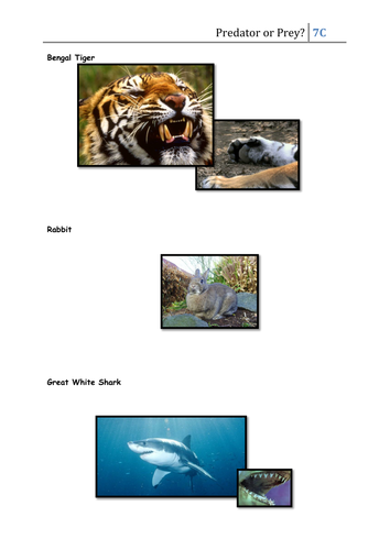 Predator or Prey? | Teaching Resources