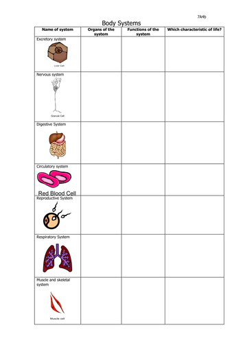 human-body-systems-crossword-puzzle-worksheet-answers