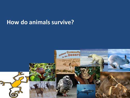 How do animals survive | Teaching Resources