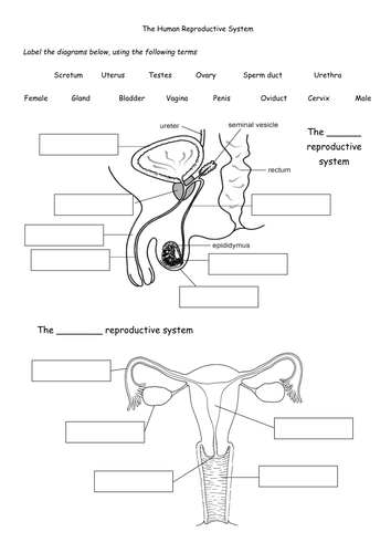 Human Reproductive System Worktext Activity Sheets Teaching Resources