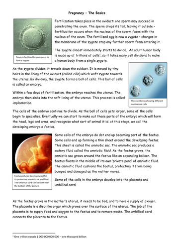 Pregnancy | Teaching Resources