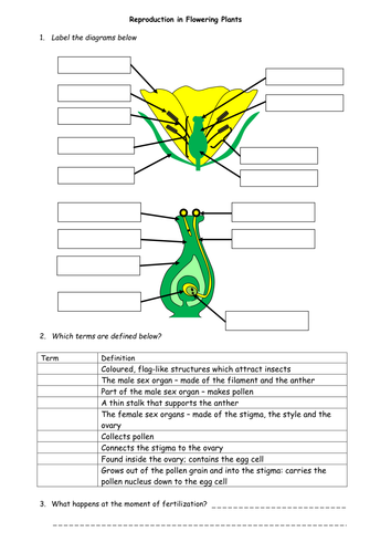 Asexual Reproduction In Plants Ks2 Worksheets 9021