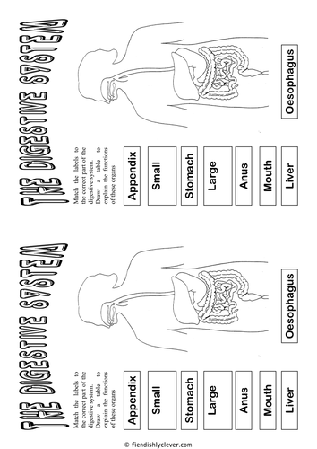 Digestive System Cut and Paste