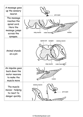 BTEC Applied Science: Reflex Arc Cut and Paste