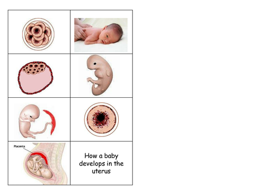 Front View Development Of Baby In The Uterus