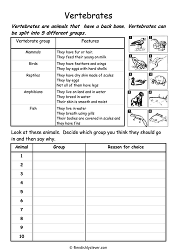 vertebrates teaching resources