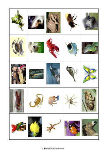 Grouping Animals | Teaching Resources